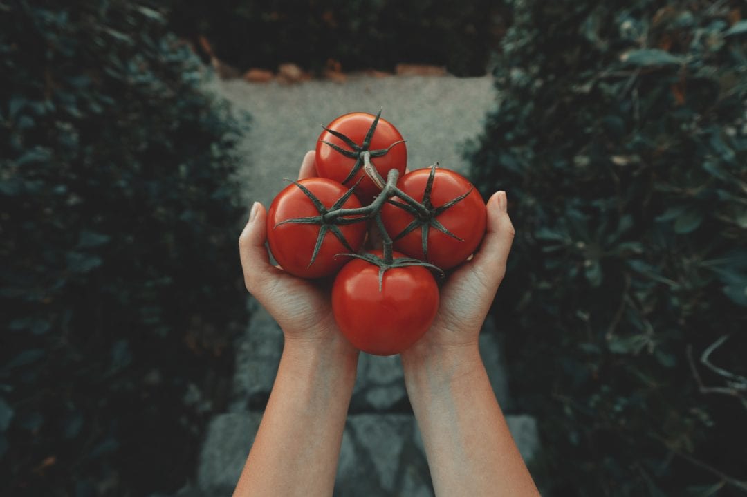 C'est la saison des tomates - Unsplash