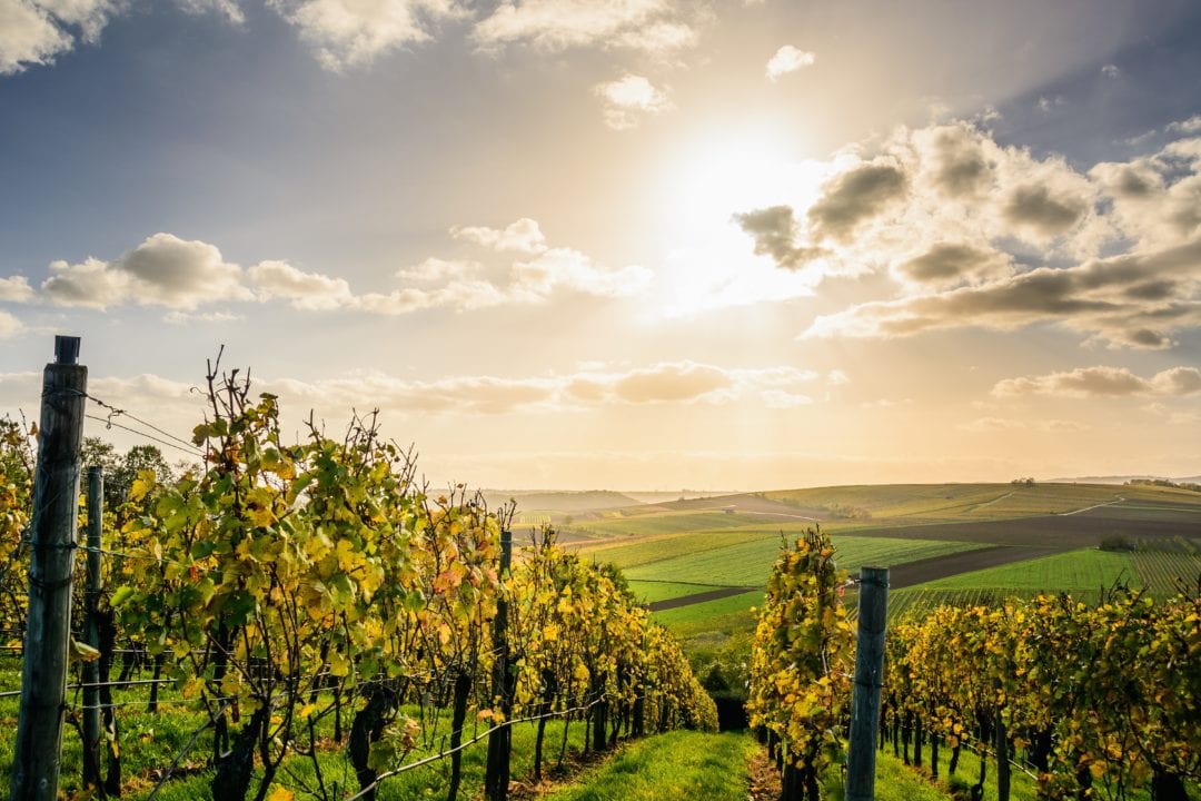 Vignobles d'Alsace - Pexels