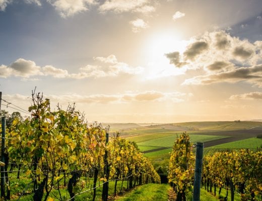 Vignobles d'Alsace - Pexels
